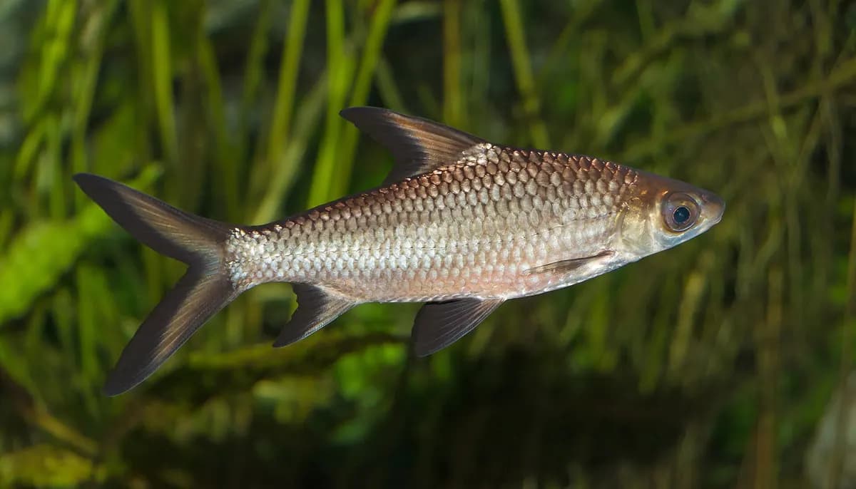Bala köpekbalığı (Balantiocheilos melanopterus)