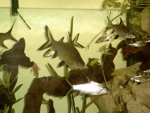 Bala köpekbalığı (Balantiocheilos melanopterus)