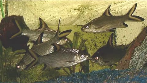 Bala köpekbalığı (Balantiocheilos melanopterus)