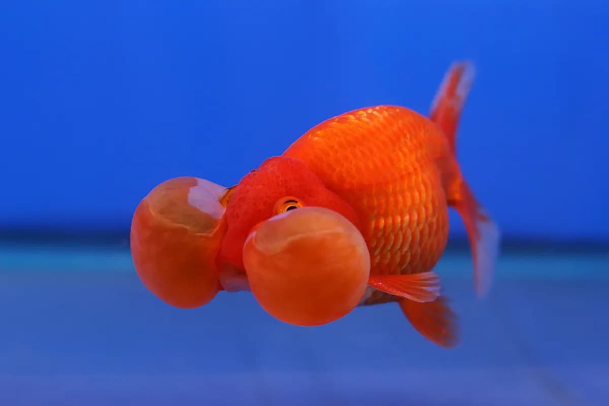 Balon göz (Carassius auratus)