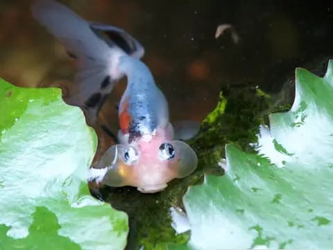 Balon göz (Carassius auratus)