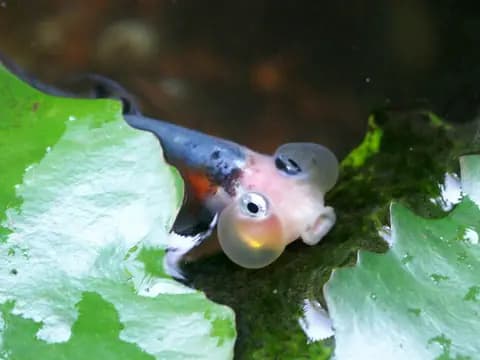 Balon göz (Carassius auratus)