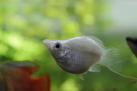 Balon moli (Poecilia sp.)