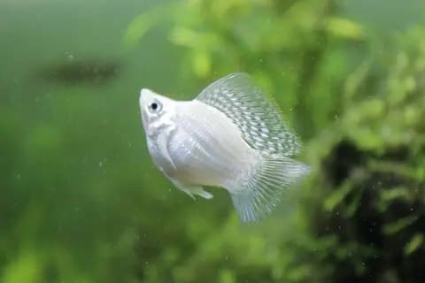 Balon moli (Poecilia sp.)