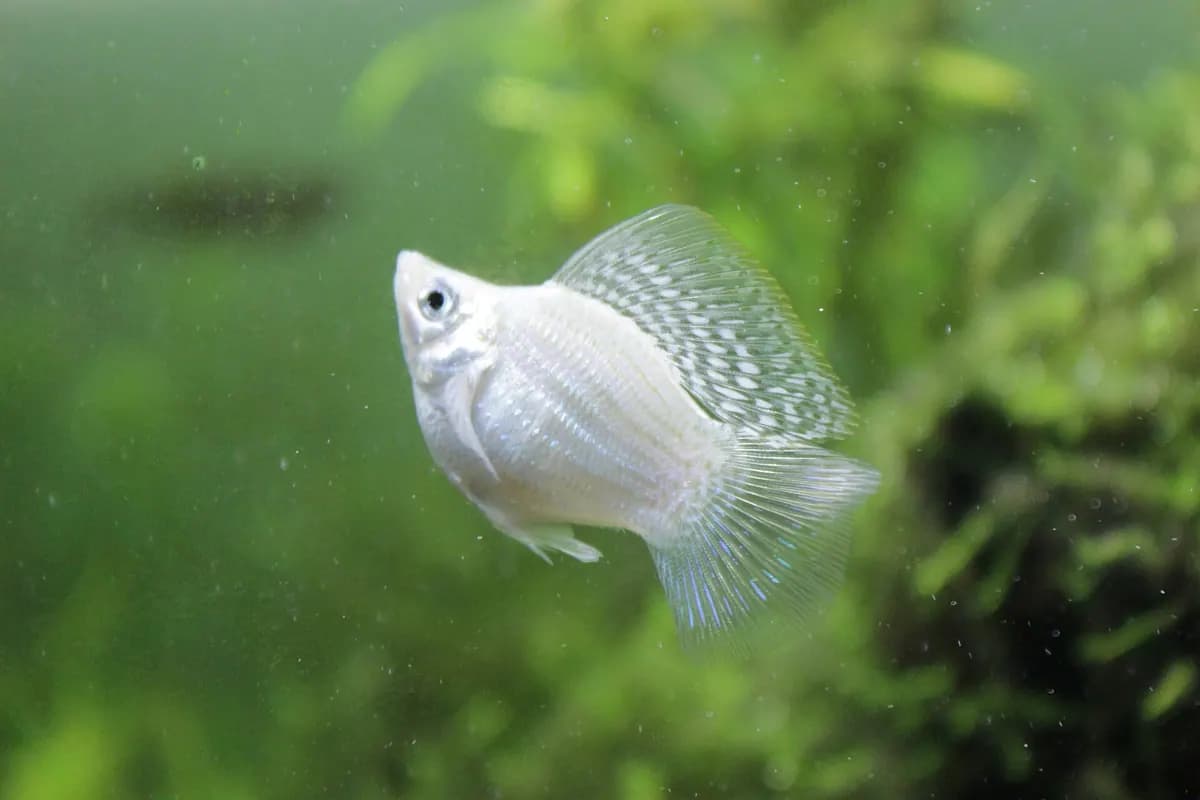 Balon moli (Poecilia sp.)