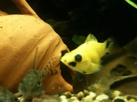 Balon moli (Poecilia sp.)