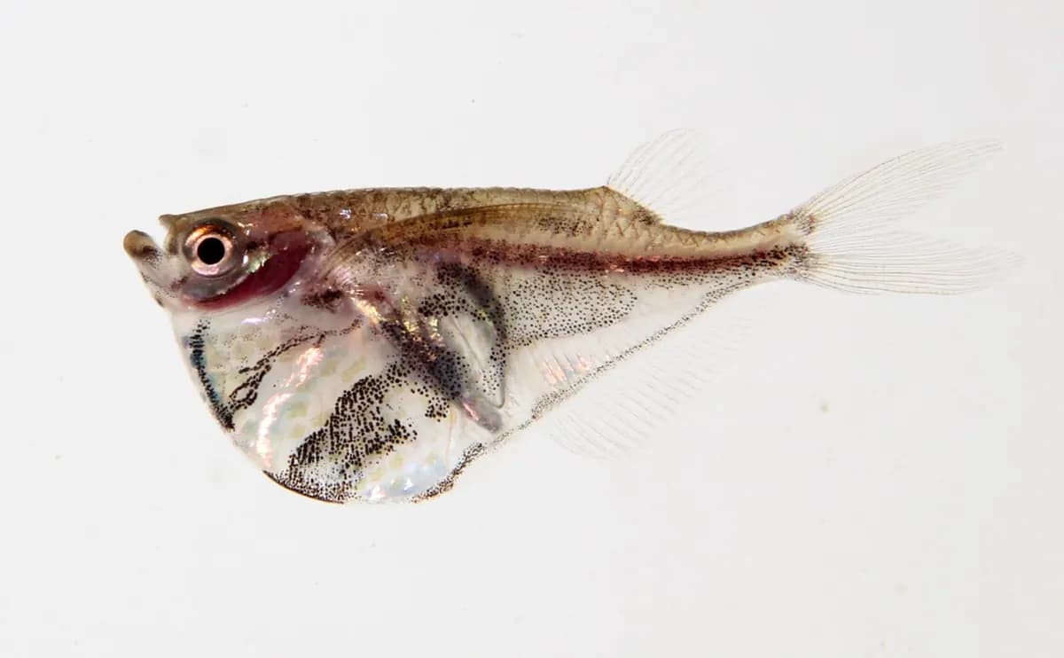 Balta balığı (Carnegiella strigata)