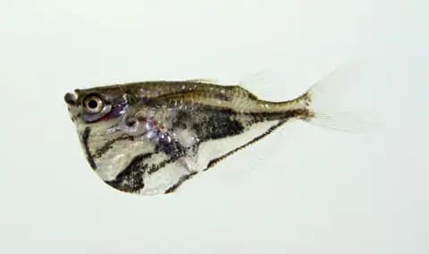 Balta balığı (Carnegiella strigata)