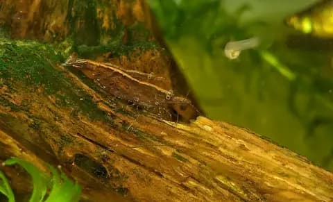 Bambu karidesi (filtreci) (Atyopsis moluccensis)