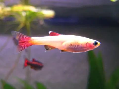 Beyaz bulut dağ balığı (Tanichthys albonubes)