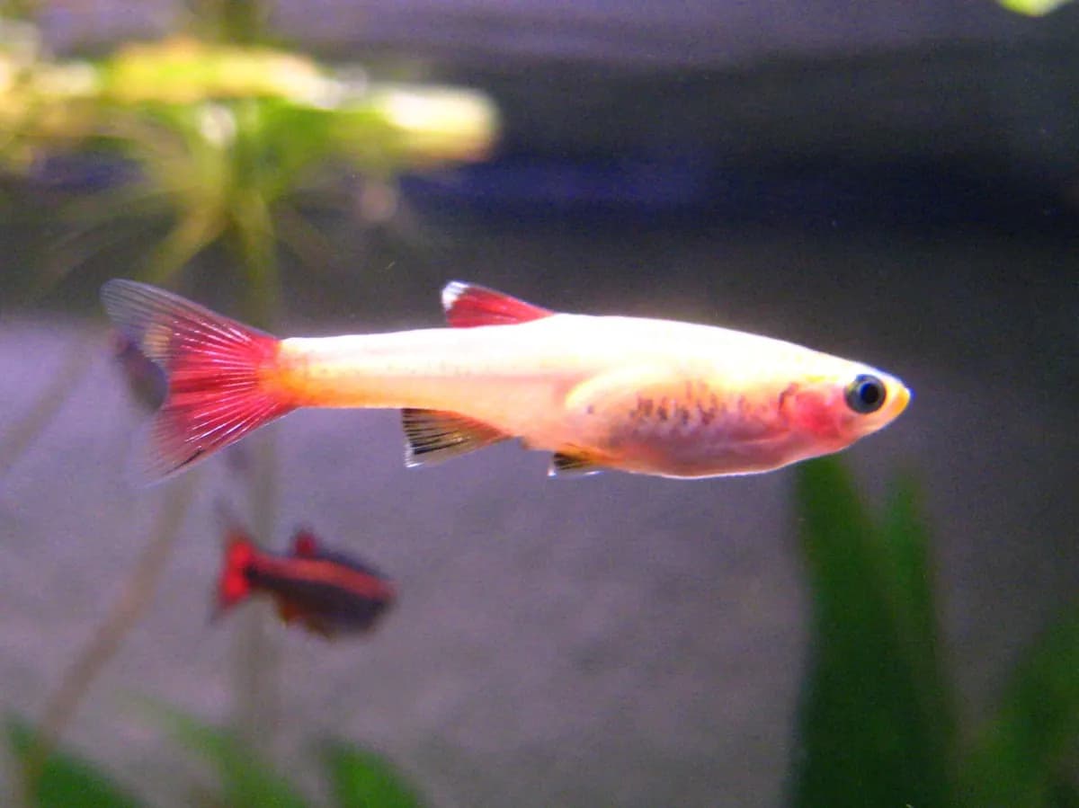 Beyaz bulut dağ balığı (Tanichthys albonubes)