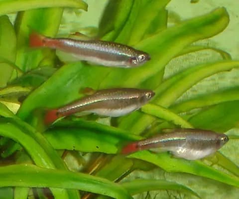 Beyaz bulut dağ balığı (Tanichthys albonubes)