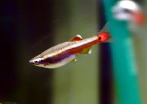 Beyaz bulut dağ balığı (Tanichthys albonubes)