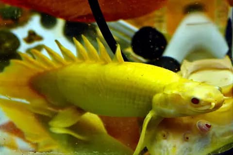 Bichir (ejder balığı) (Polypterus senegalus)