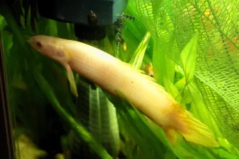 Bichir (ejder balığı) (Polypterus senegalus)