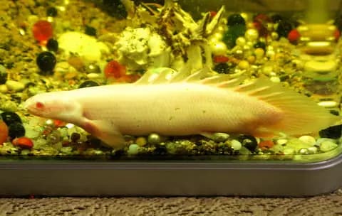 Bichir (ejder balığı) (Polypterus senegalus)