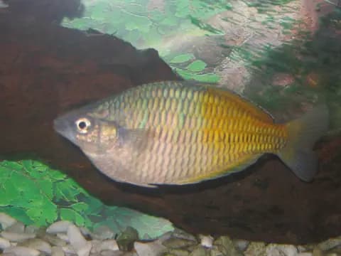 Boesemani gökkuşağı (Melanotaenia boesemani)