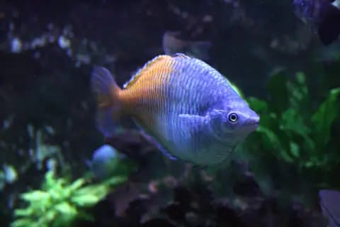 Boesemani gökkuşağı (Melanotaenia boesemani)