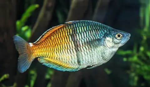 Boesemani gökkuşağı (Melanotaenia boesemani)
