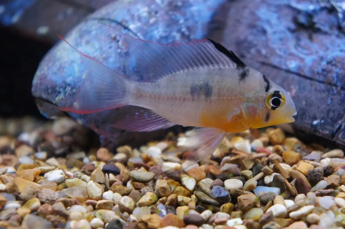 Bolivya kelebek ciklet (Mikrogeophagus altispinosus)