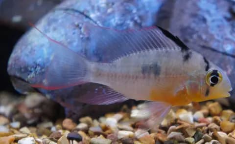 Bolivya kelebek ciklet (Mikrogeophagus altispinosus)
