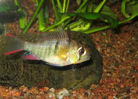 Bolivya kelebek ciklet (Mikrogeophagus altispinosus)