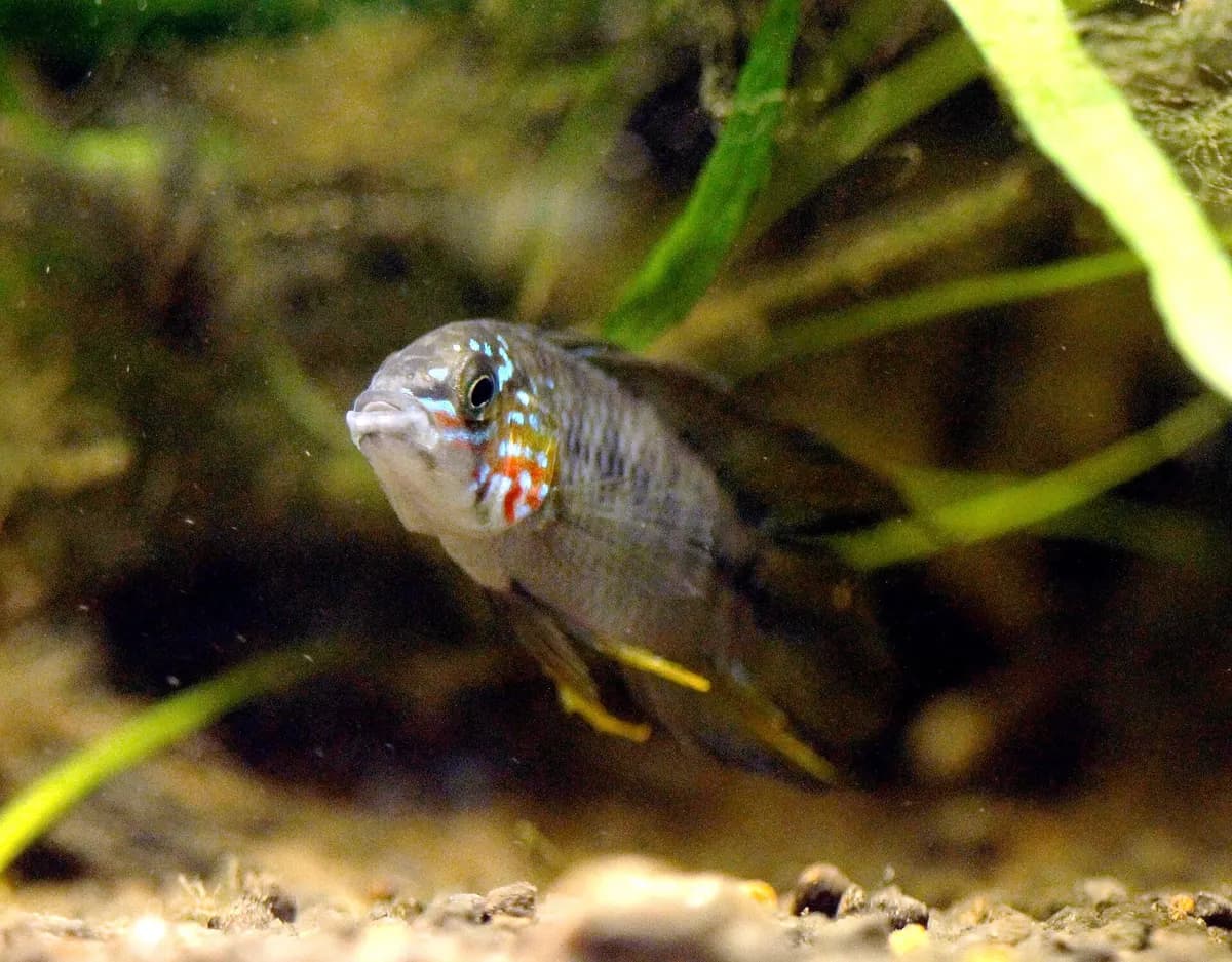 Borelli apistogramma (Apistogramma borellii)