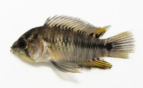 Borelli apistogramma (Apistogramma borellii)