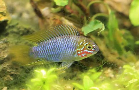 Borelli apistogramma (Apistogramma borellii)