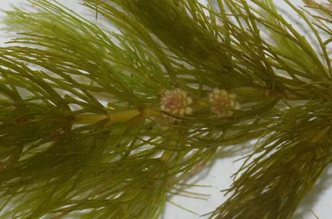 Boynuz otu (hornwort) (Ceratophyllum demersum)
