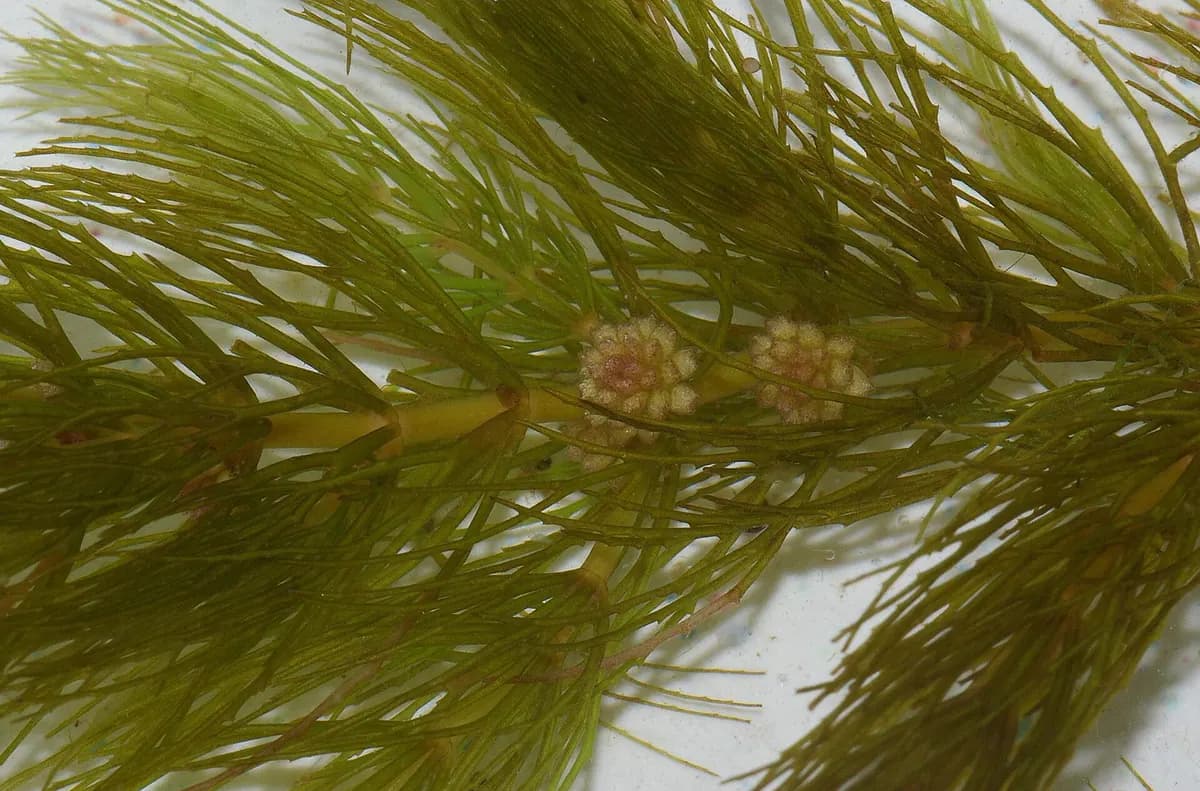 Boynuz otu (hornwort) (Ceratophyllum demersum)