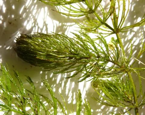 Boynuz otu (hornwort) (Ceratophyllum demersum)