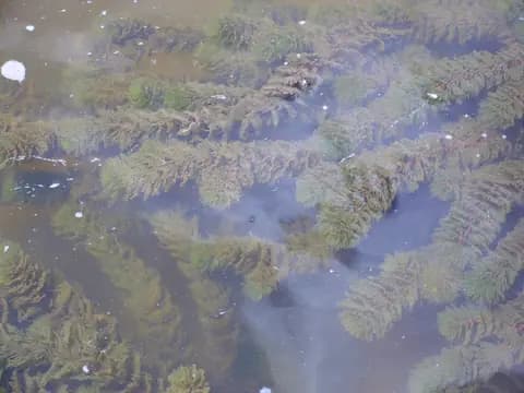 Boynuz otu (hornwort) (Ceratophyllum demersum)