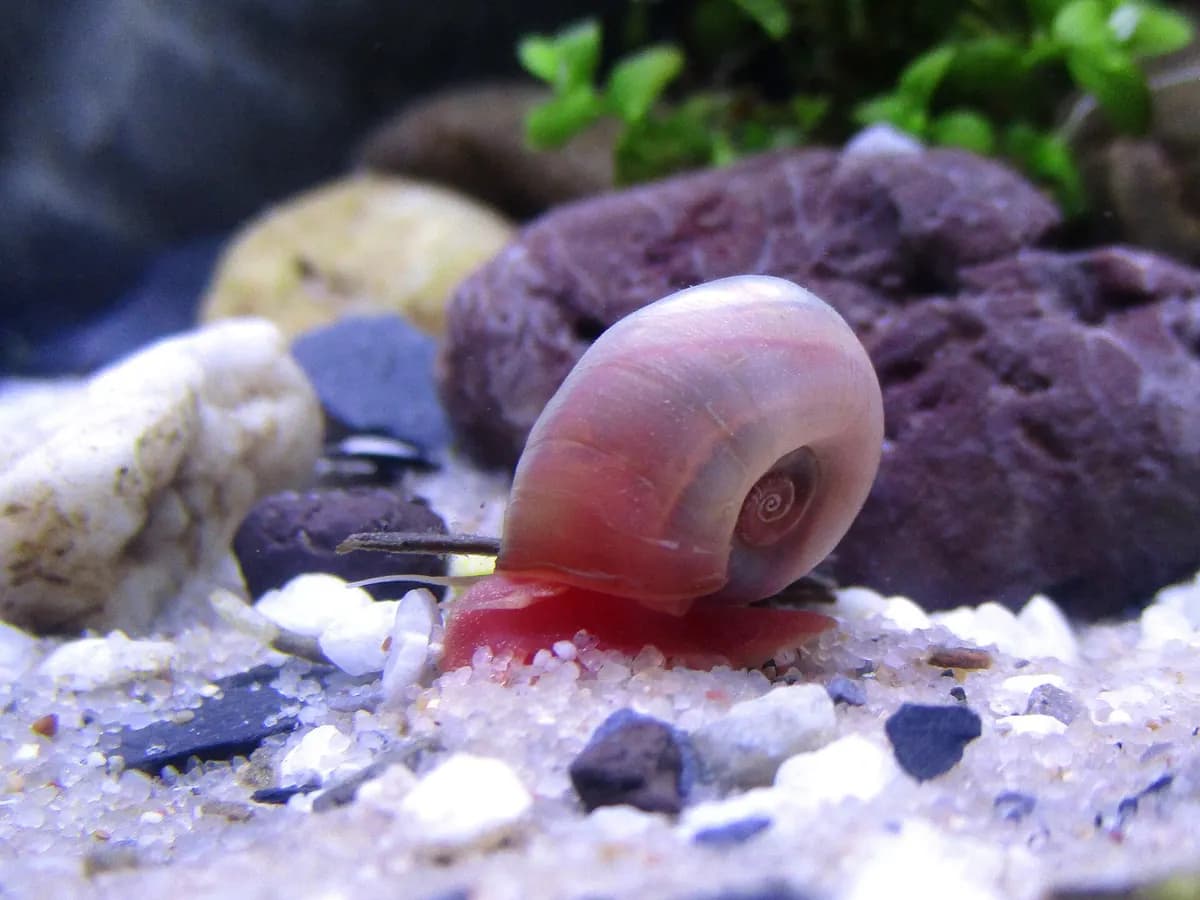 Boynuz salyangozu (ramshorn) (Planorbella duryi)