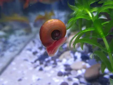 Boynuz salyangozu (ramshorn) (Planorbella duryi)