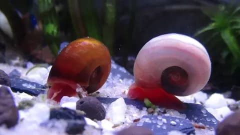 Boynuz salyangozu (ramshorn) (Planorbella duryi)
