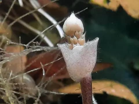 Bucephalandra (Bucephalandra sp.)