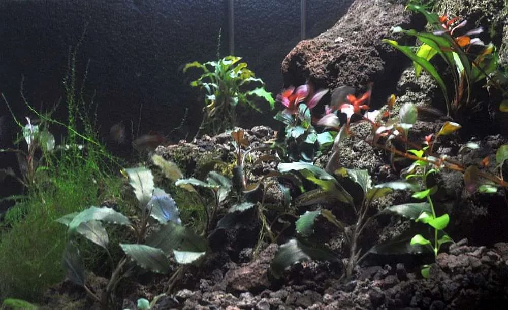 Bucephalandra (Bucephalandra sp.)