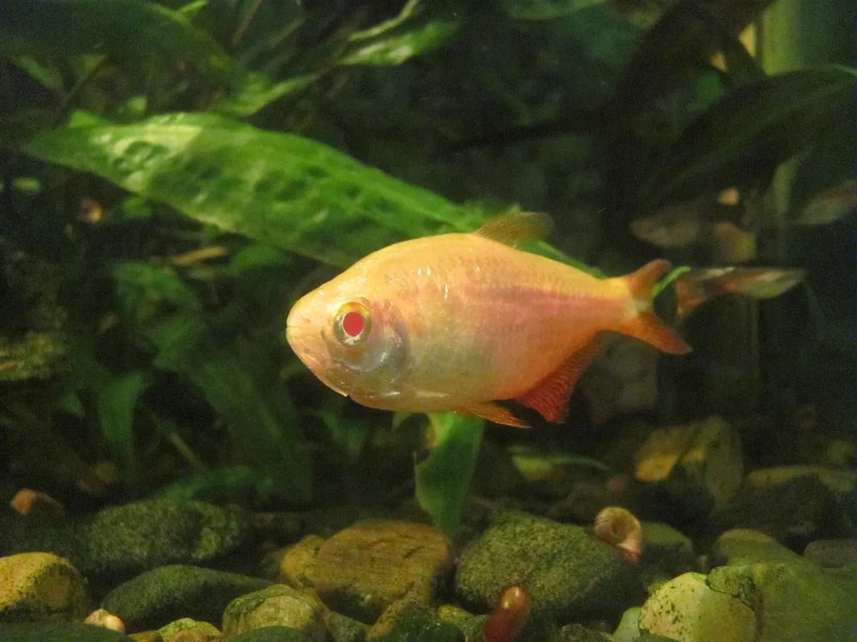 Buenos Aires tetrası (Psalidodon anisitsi)