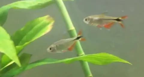 Buenos Aires tetrası (Psalidodon anisitsi)