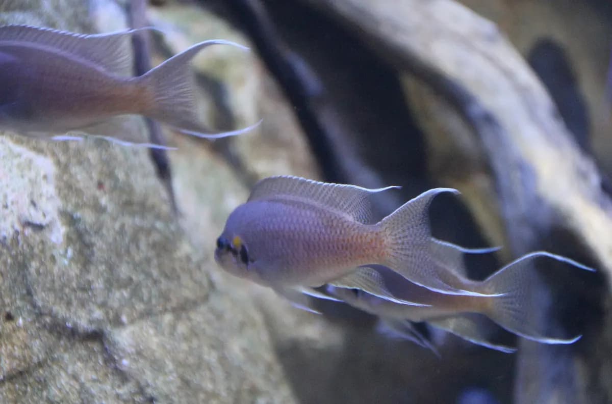 Burundi prensesi (Neolamprologus brichardi)
