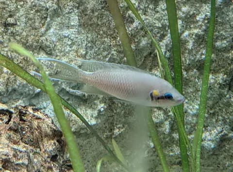 Burundi prensesi (Neolamprologus brichardi)