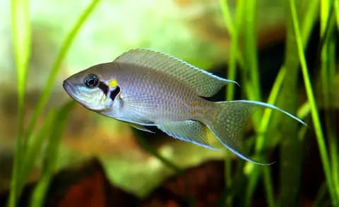 Burundi prensesi (Neolamprologus brichardi)