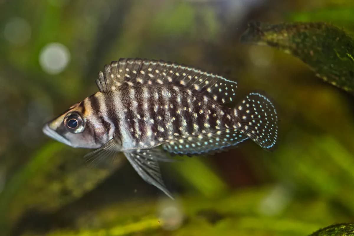 Calvus (Altolamprologus calvus)