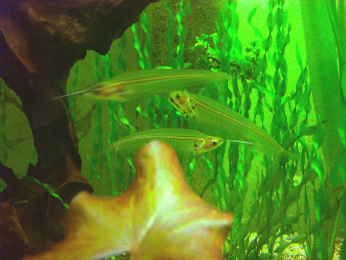 Cam kedisi (Kryptopterus vitreolus)