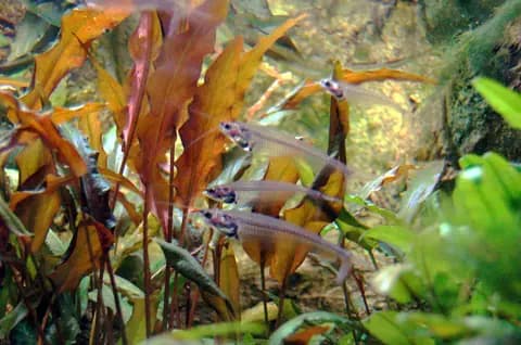 Cam kedisi (Kryptopterus vitreolus)