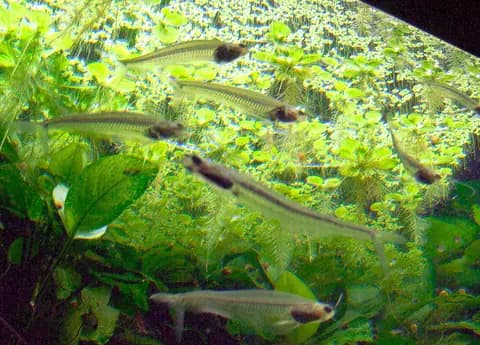 Cam kedisi (Kryptopterus vitreolus)