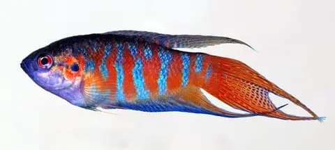 Cennet balığı (Macropodus opercularis)