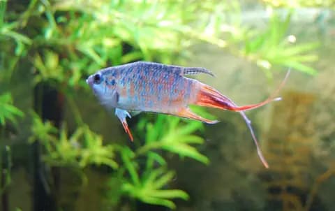 Cennet balığı (Macropodus opercularis)
