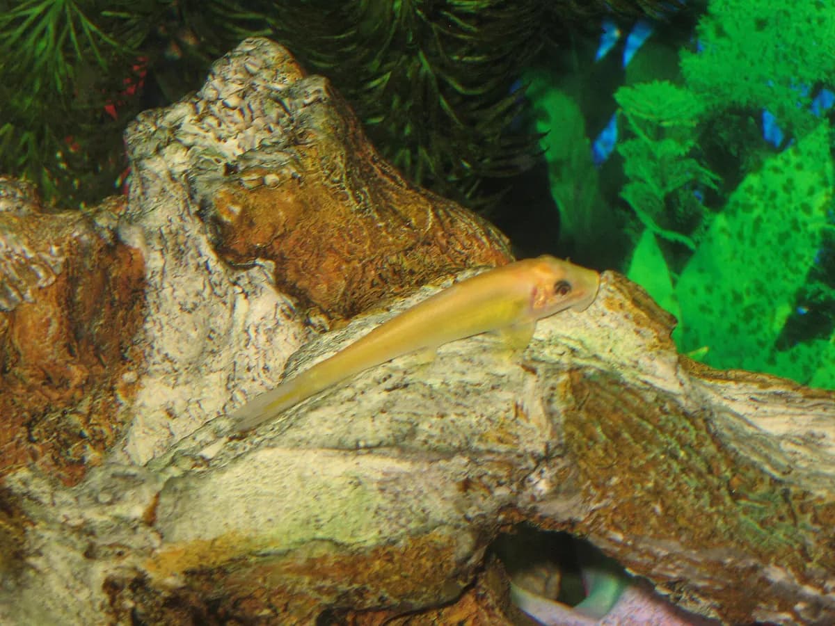 Çin yosun yiyicisi (Gyrinocheilus aymonieri)